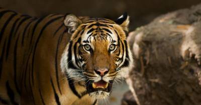 Амурский тигр утащил в лес человека под Хабаровском