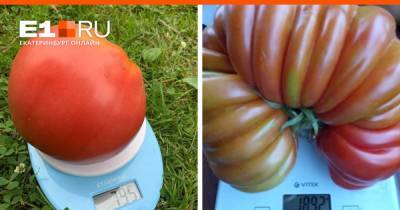 От 800 граммов до 2 килограммов: публикуем топ-15 гигантских помидоров с уральских дач