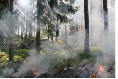 В Якутии за сутки потушили 15 лесных пожаров
