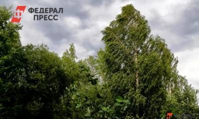 В Красноярском крае посадят 70 тысяч деревьев