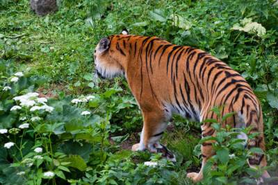 В Хабаровском крае тигр ночью похитил человека