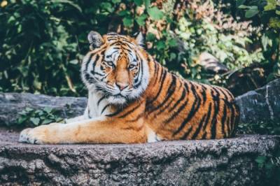 В Хабаровском крае жертвой нападения тигра стал работник лесозаготовки