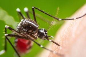 Обнаружено новое опасное заболевание, переносимое комарами