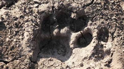 Амурский тигр напал на человека в Хабаровском крае