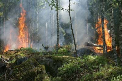 Синоптики рассказали об обострении ситуации с лесными пожарами в нескольких регионах страны