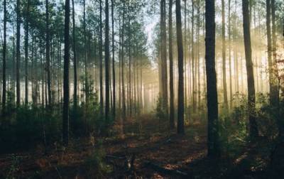 В Украине планируют выращивать "промышленный" лес