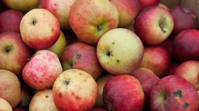 Как сохранить яблоки до весны: советы агронома