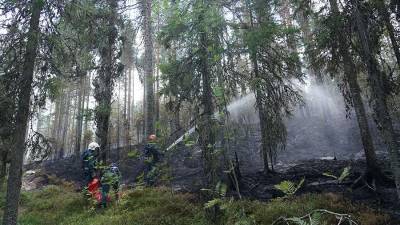 Площадь природного пожара в Свердловской области достигла 240 га