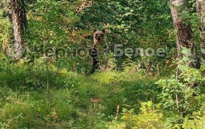 Житель Магнитогорска столкнулся с медведями в окрестностях города