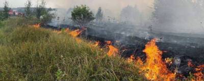 В Самарской области из-за лесного пожара сгорело 18 сельских домов