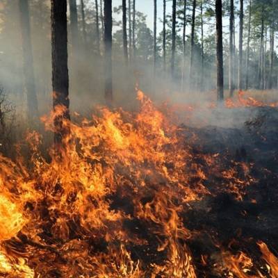 5 тысяч гектаров сгорело в самарском нацпарке "Бузулукский бор"