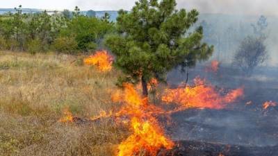 Названы возможные причины природного пожара у баз отдыха в Свердловской области