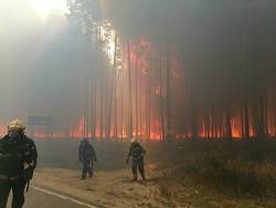 В шесть раз за сутки увеличилась площадь природных пожаров в Марий Эл