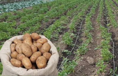 Фермер: Второй урожай картофеля идет на посадочный материал