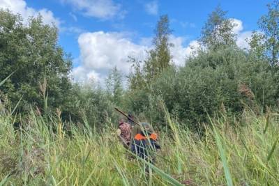 Полицейские, спасатели и волонтеры пятый день ищут потерявшихся в новгородском лесу старушек