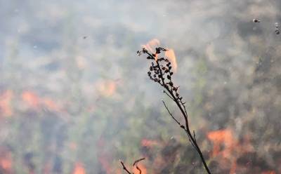 В Тюмени третий день пахнет гарью из-за горящих торфяников