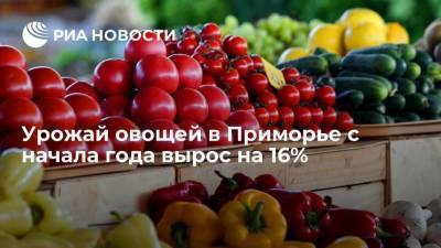 В Приморье сельхозпроизводители собрали более 6,6 тысячи тонн овощей с начала года