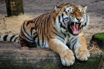 Тигр мог не убивать работника в Хабаровском крае