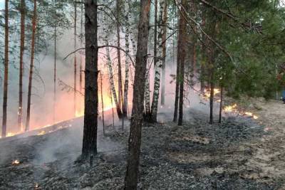 Площадь лесного пожара в Марий Эл уменьшилась до 54 гектаров