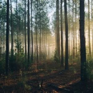 В Украине планируют создание «промышленных лесов»