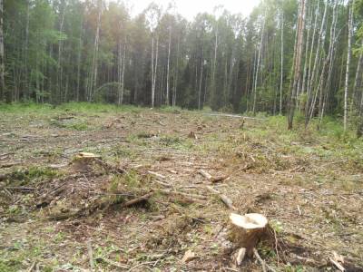 Житель Тонкинского района незаконно нарубил деревьев на 130 тысяч рублей