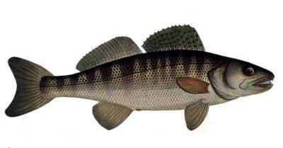 В озеро Юглас выпустят новых рыб за 8 000 евро