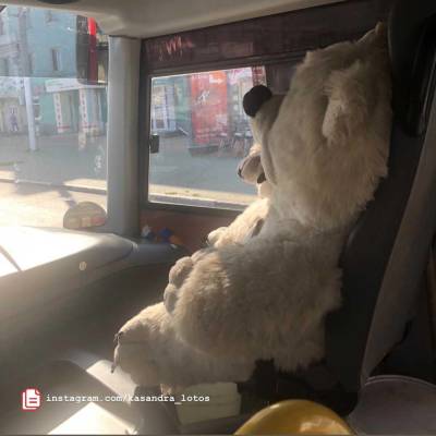 В рязанской маршрутке сняли на видео медведя-пассажира