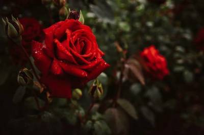 Королева цветов на собственной грядке: хитрости выращивания роз