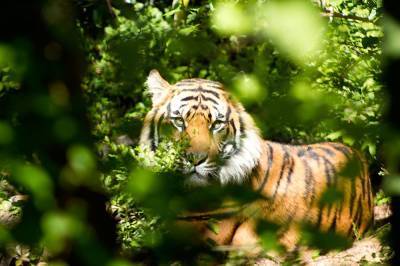 Амурский тигр напал на лесозаготовителя рядом с селом в Хабаровском крае
