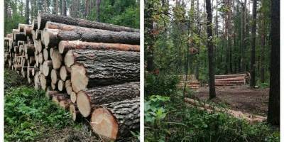 В особо охраняемом Заельцовском бору выявили следы вырубки деревьев