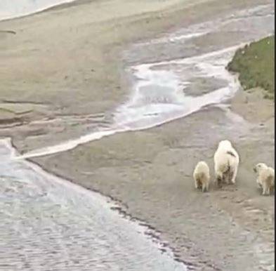 Три белых медведя напали на стойбище оленеводов на Ямале