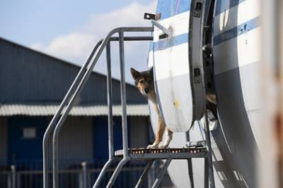 Россиянка выгуляла собаку на борту самолета и угодила в полицию