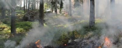 Причиной запаха гари в Тюмени стали природные пожары