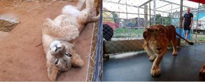В Волгоградской области Росимущество выставило на торги спасенного от контрабандистов львенка