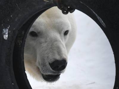 Белые медведи разорили чум ямальских оленеводов - interfax-russia.ru - окр. Янао - Нападение