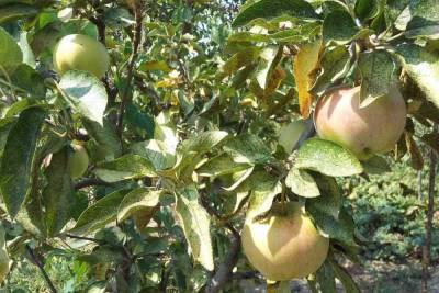 На Ставрополье ожидают двукратный рост урожая яблок