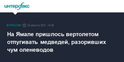 На Ямале пришлось вертолетом отпугивать медведей, разоривших чум оленеводов