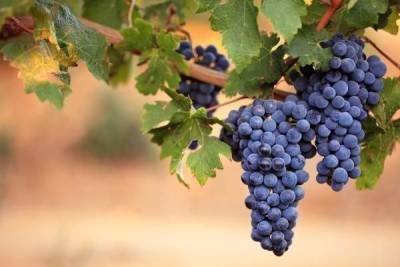 Вино может подорожать на 15-20% из-за роста цен на виноград