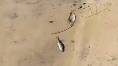 Воронежцы сообщили о массовой гибели рыбы в реке Чёрная Калитва
