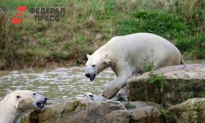 На Ямале три белых медведя поживились запасами оленеводов
