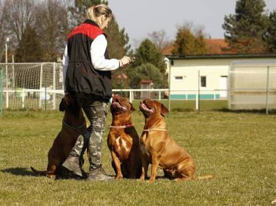 Собаководы отреагировали на введение «ОСАГО для собак»