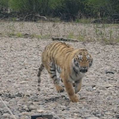 Амурского тигра в Хабаровском крае застрелили рядом с телом его жертвы