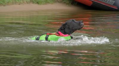 "Могут буксировать даже лодку": как проходят аттестацию собаки-спасатели
