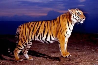 В Хабаровском крае застрелили тигра-людоеда, убившего мужчину минувшей ночью