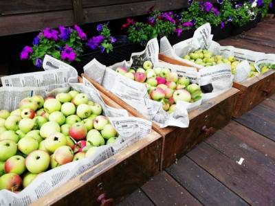 Диетолог Ибрагимова рассказала о самых полезных заготовках из яблок и груш