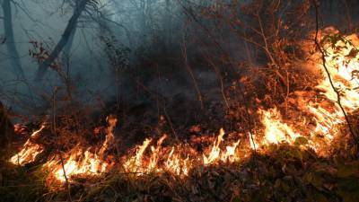 В МЧС сообщили о сложной обстановке с лесными пожарами в Приволжье