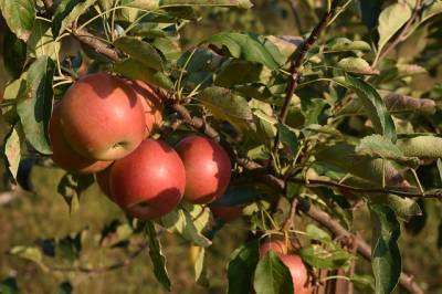 Как ухаживать за яблонями после сбора урожая