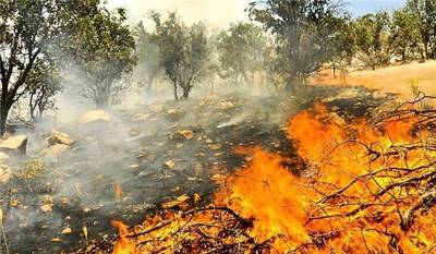 Пожар в Копетдаге уничтожил фисташковые деревья и можжевельник