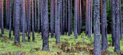 В Карелии в 2020 году восемь человек никогда не вернулись из леса