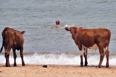 Дикие коровы разогнали туристов с французских пляжей